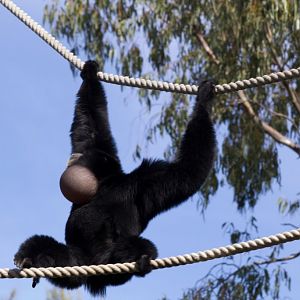 Siamang