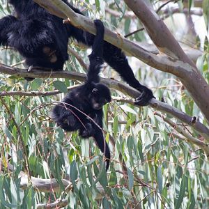 Siamang