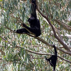 Siamang