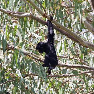 Siamang