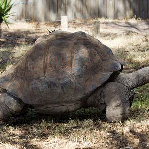 Galapagos Tortoise