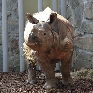 Rhinoceros unicornis