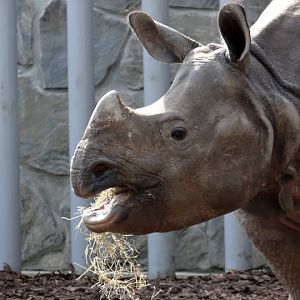 Rhinoceros unicornis