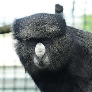 Cercopithecus n.nictitans