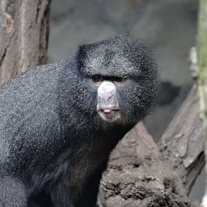 Cercopithecus n.nictitans