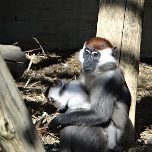 Cercocebus t.torquatus