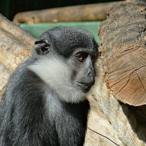 Cercopithecus lhoesti