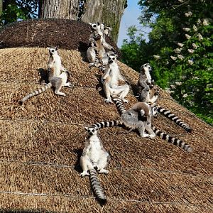 Lemur catta