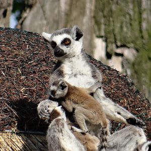 Lemur catta