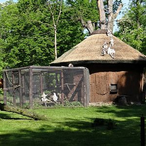 Lemur catta - house on the paddock