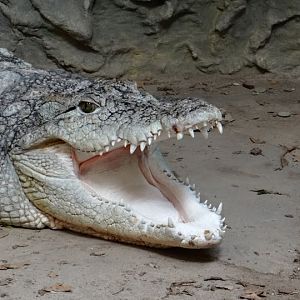 Crocodylus niloticus