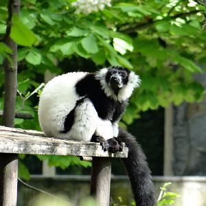 Varecia variegata variegata