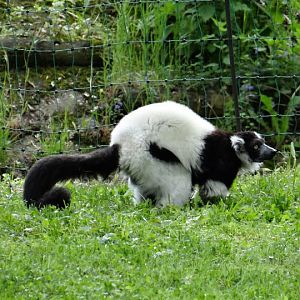 Varecia variegata variegata