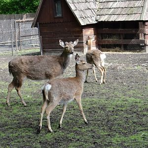 Cervus nippon hortulorum
