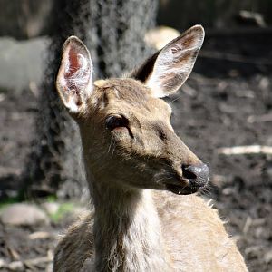 Cervus nippon hortulorum