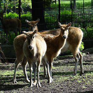 Elaphurus davidianus