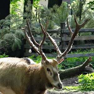 Elaphurus davidianus