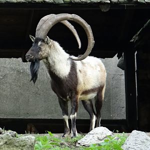 Capra hircus cretica