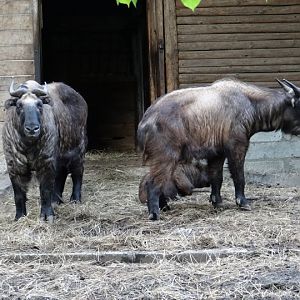 Budorcas taxicolor taxicolor