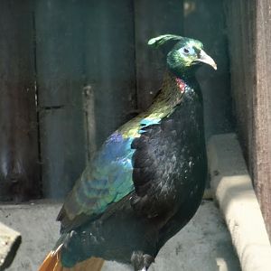 Laphophorus impeyanus