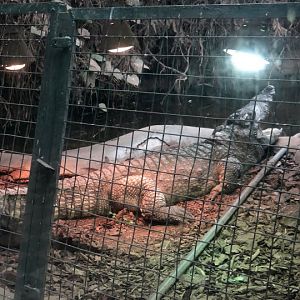 Crocodylus siamensis