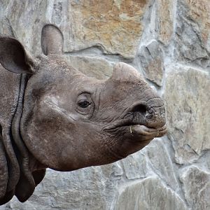 Rhinoceros unicornis