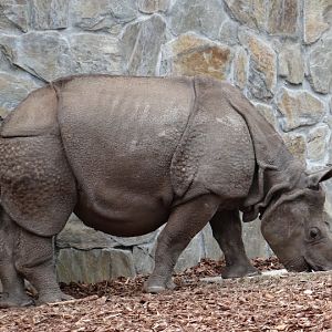Rhinoceros unicornis