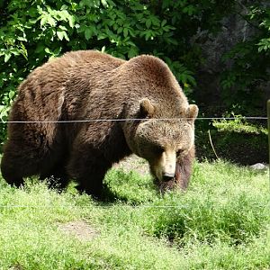Ursus arctos