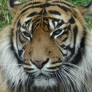 Panthera tigris sumatrae