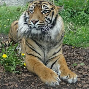 Panthera tigris sumatrae