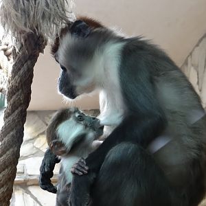 Cercocebus torquatus