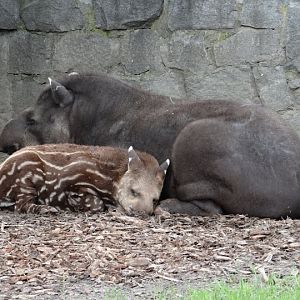 Tapirus terrestris