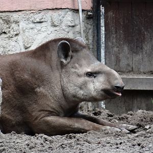 Tapirus terrestris