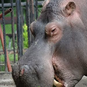 Hippopotamus amphibius