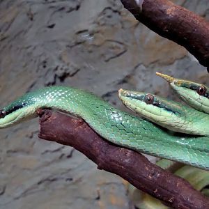 Rhynchophis boulengeri