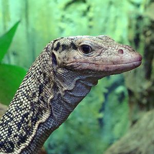 Varanus melinus