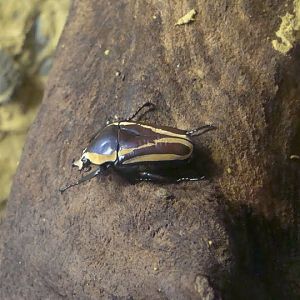 Eudicella woermanni-