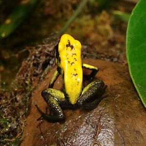 Phyllobates terribilis