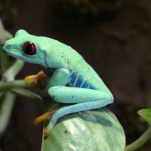 Agalychnis callidryas