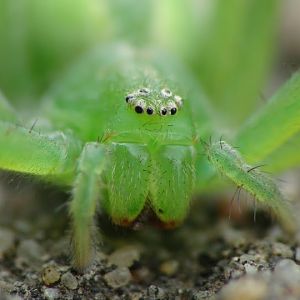 Micrommata virescens