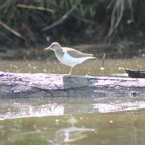 Common sandpiper