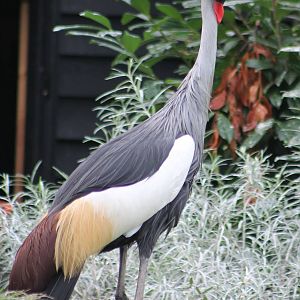 Crowned crane