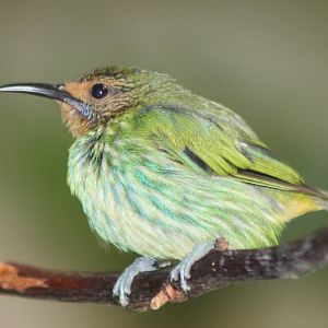 Purple honeycreeper female
