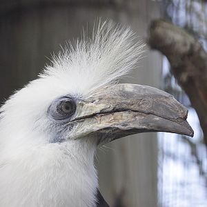 White-crowned hornbill (Berenicornis comatus) male