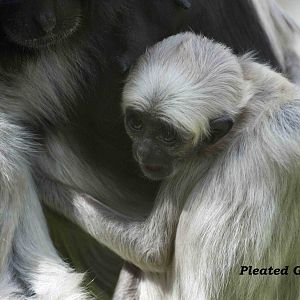pleated gibbon baby