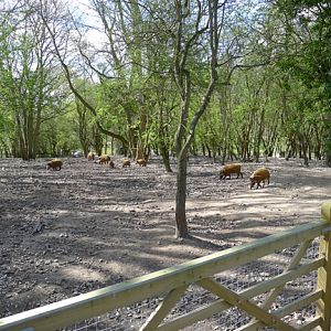 red river hog exhibit