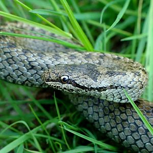 Coronella austriaca  - 15.05.2013