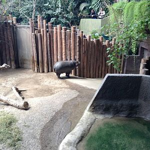 Monday May 13th, 2013-Female Pygmy Hippo