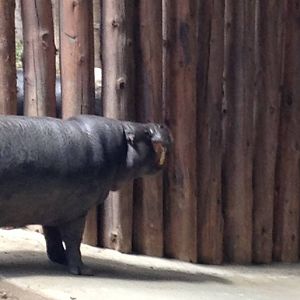 Monday May 13th, 2013-Male Pygmy Hippo