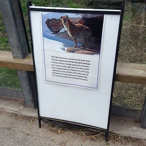 Monday May 13th, 2013-Hyena